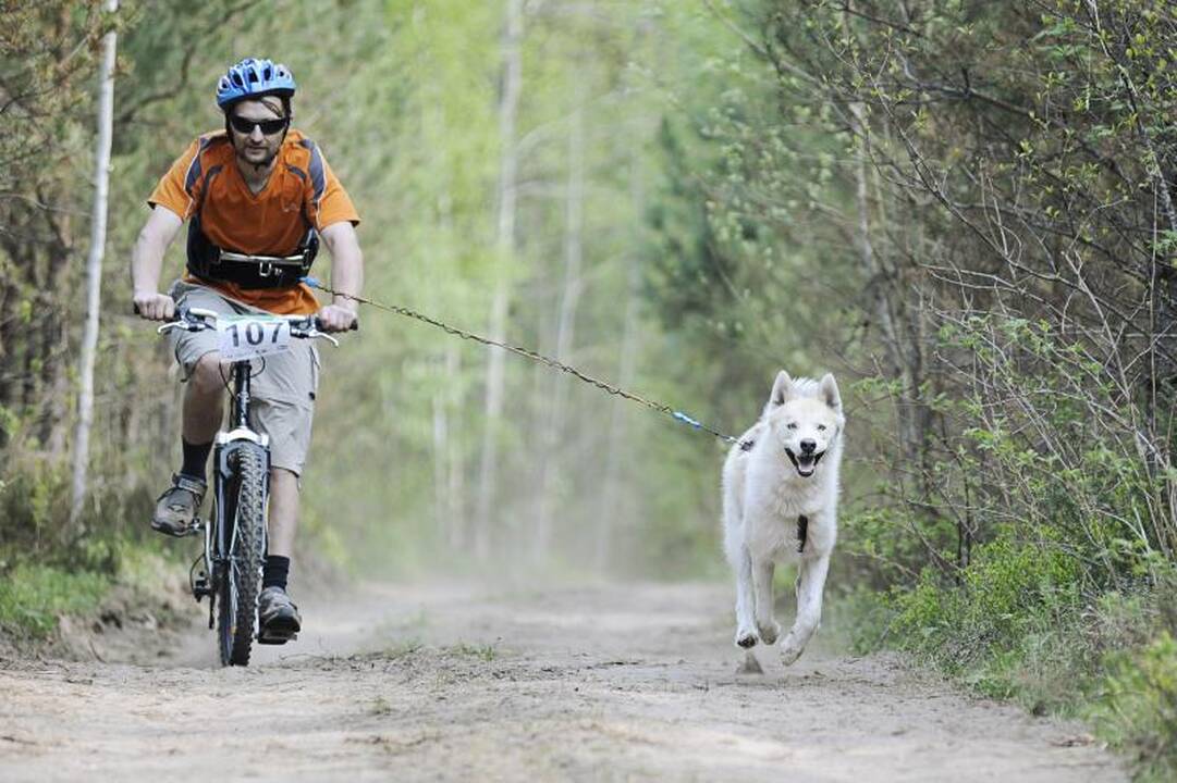 Jadagonių girios takais šuoliavo šunų kinkiniai 
