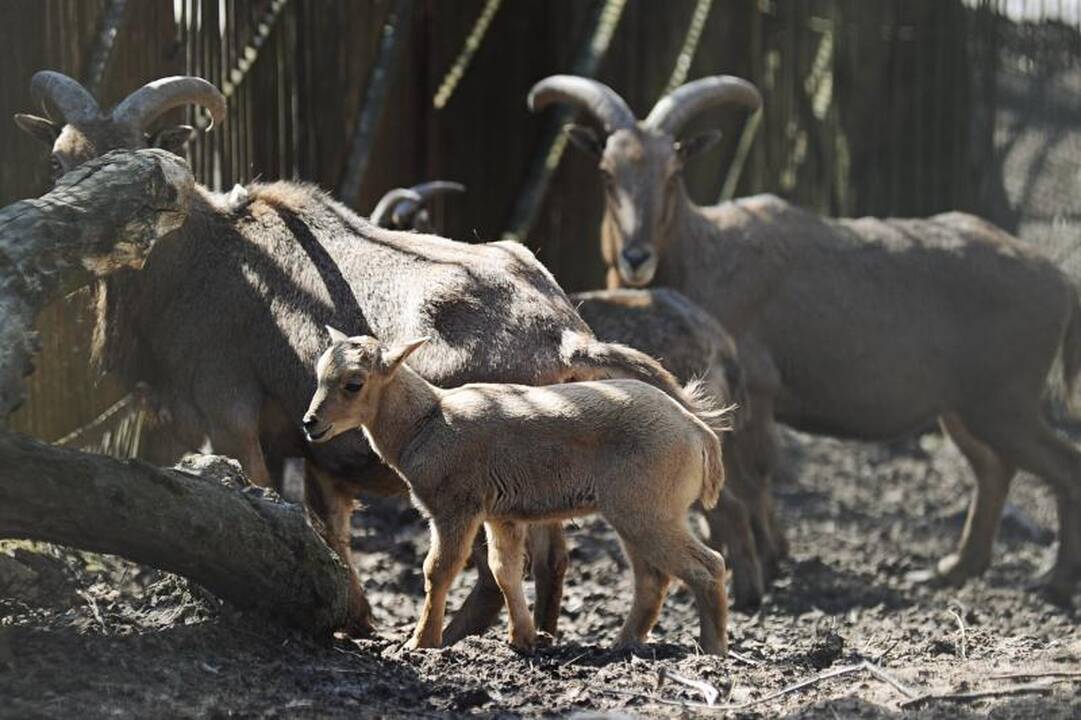 Zoologijos sodo lankytojai ruoš pietus ožiukams