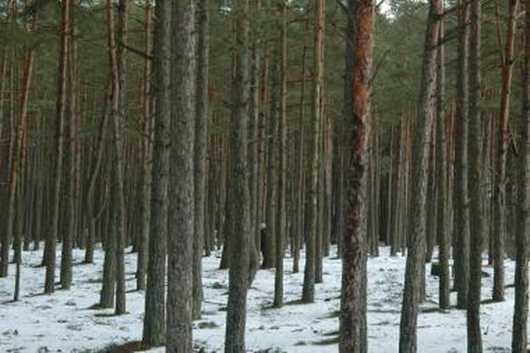 Parlamentarai aiškinsis karjero Doviluose teisėtumą
