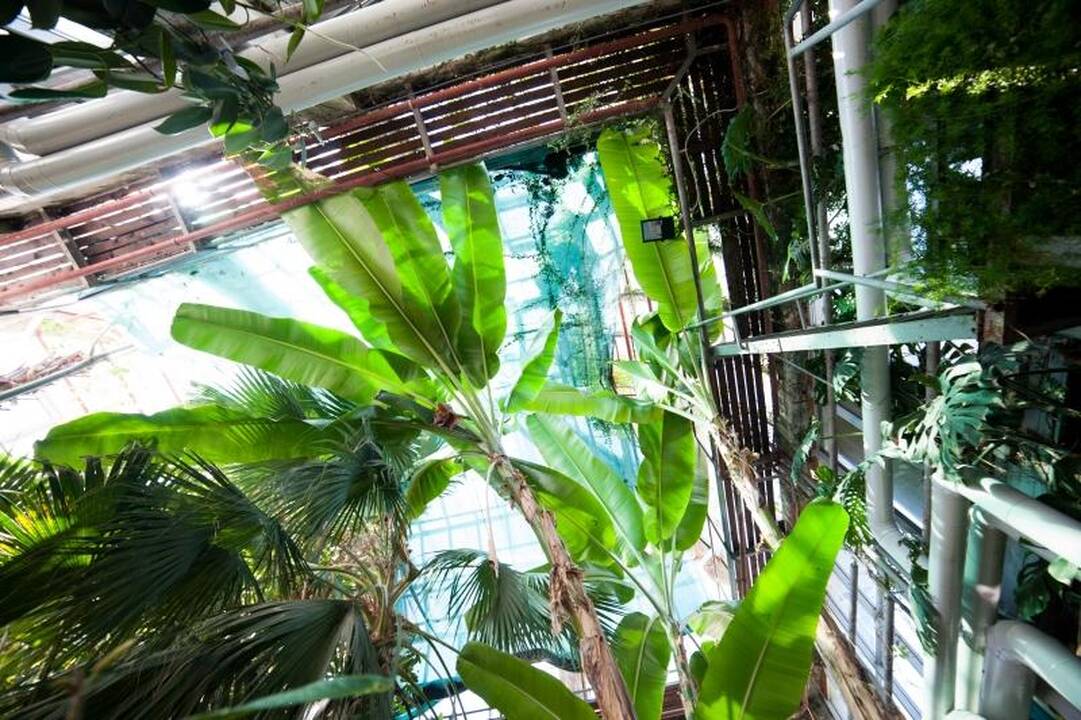 Oranžerijos augalams kepinančios dienos – laukiamiausios