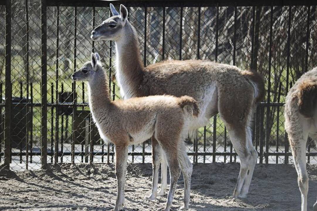Zoologijos sodas pavasarį pasitiko su būriu jauniklių