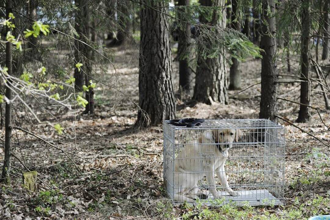Jadagonių girios takais šuoliavo šunų kinkiniai 
