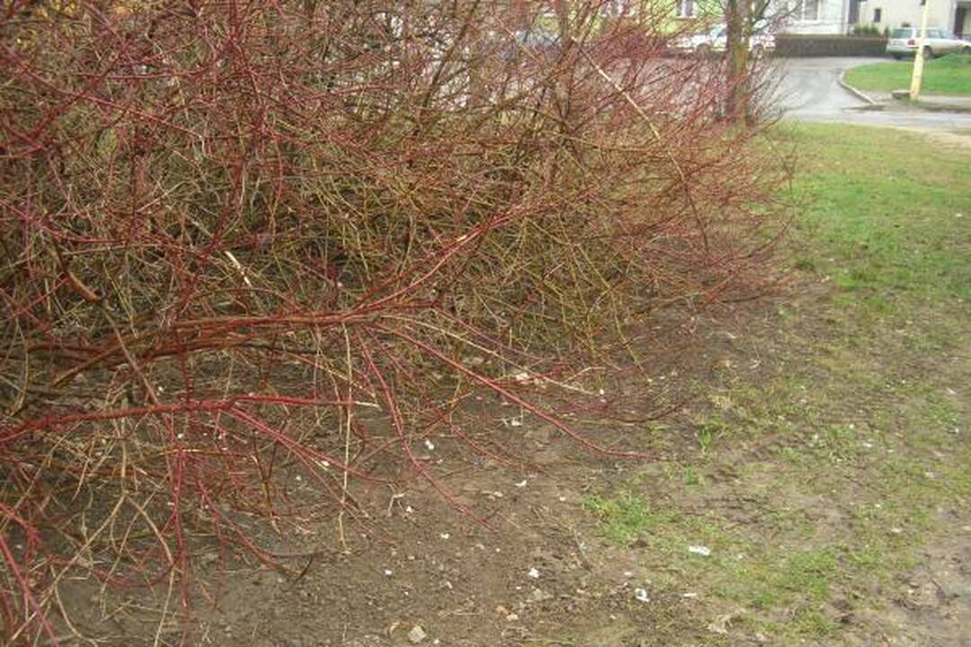 Šiukšles iš Panemunės šilo padėjo valyti ir gyventojai