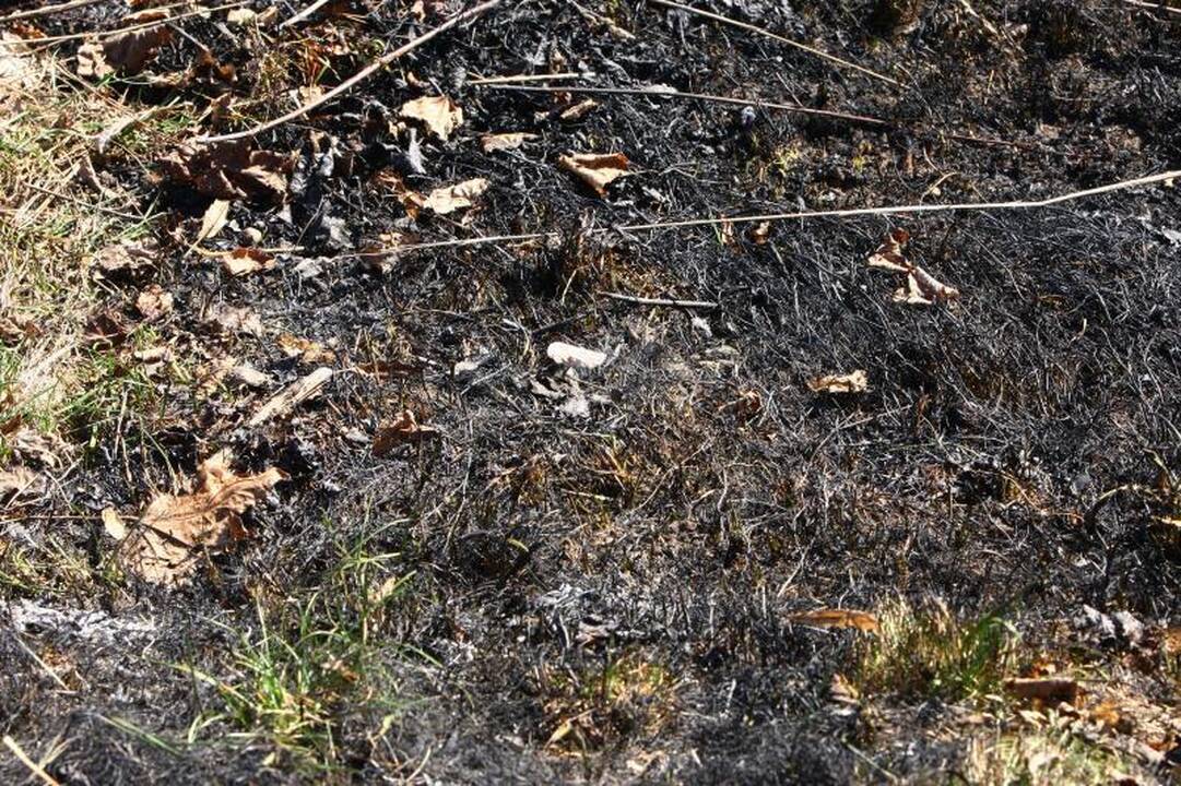 Padegėjai smaginasi: ugniagesiai vos spėja gesinti degančią žolę