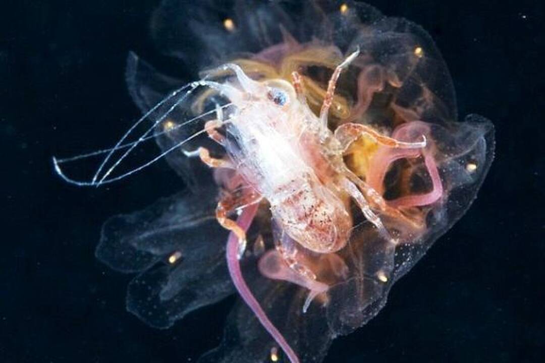 Kokios neįprastos būtybės gyvena Rusijos Arkties lediniuose vandenyse?