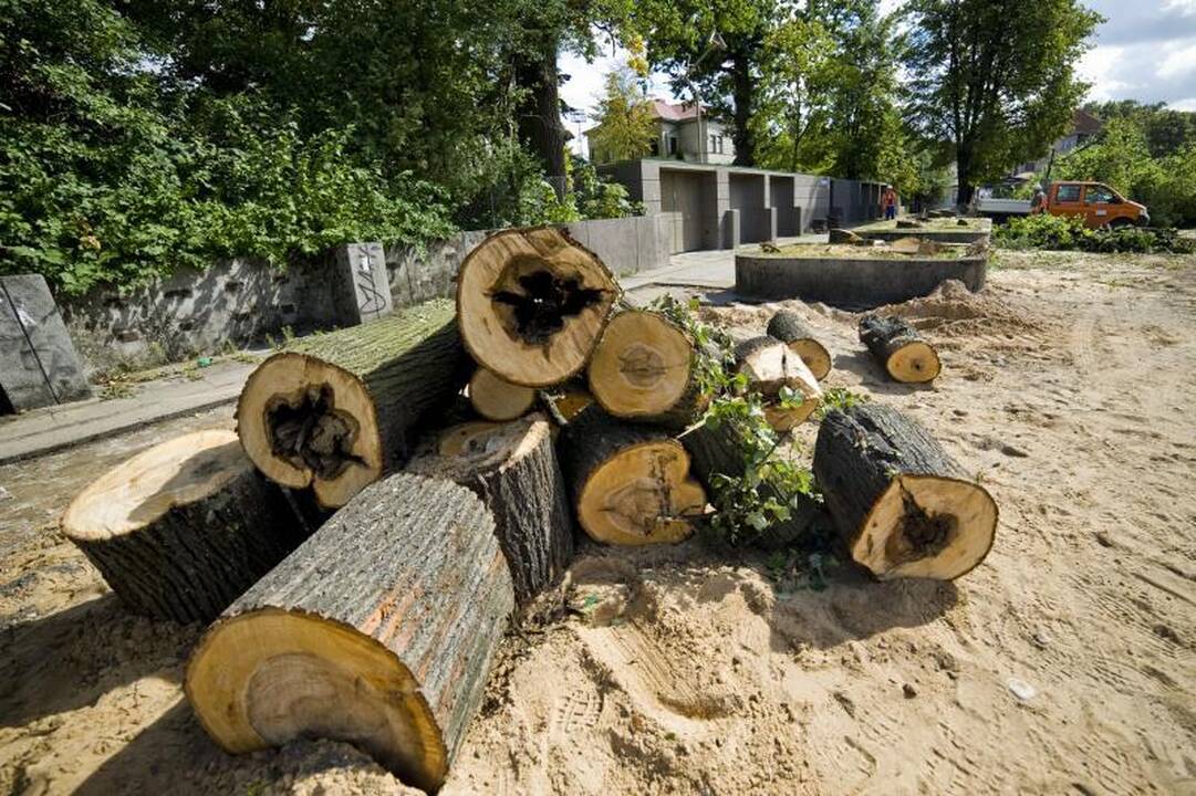 Ant Parodos kalno aukojamos ilgaamžės liepos