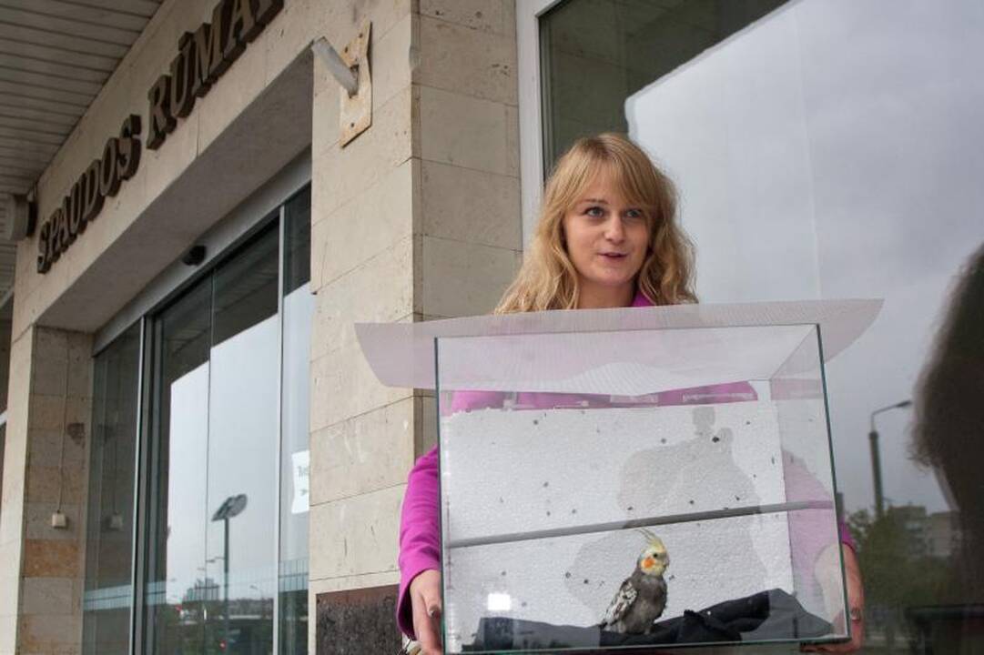 Sostinėje prie Spaudos rūmų nuo agresyvių varnų išgelbėta papūga
