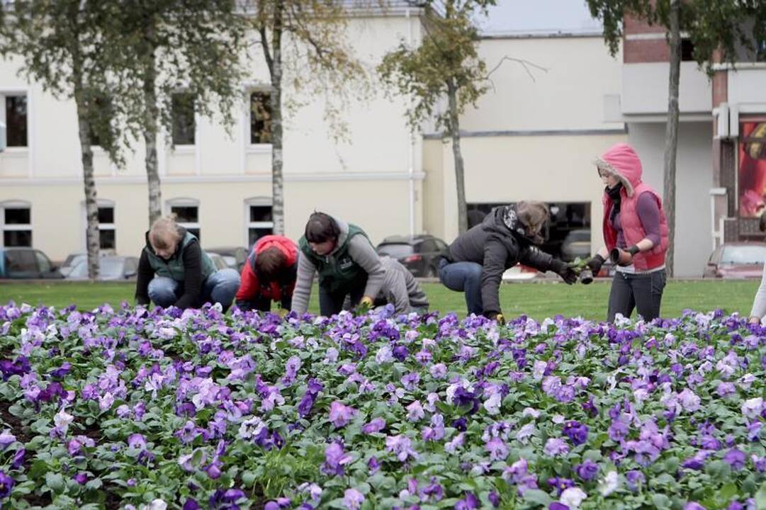 Atgimimo aikštę papuošė ryškiaspalvės našlaitės