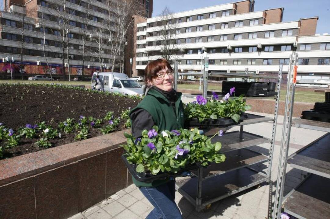 Atgimimo aikštė puošiama pavasarinėmis gėlėmis