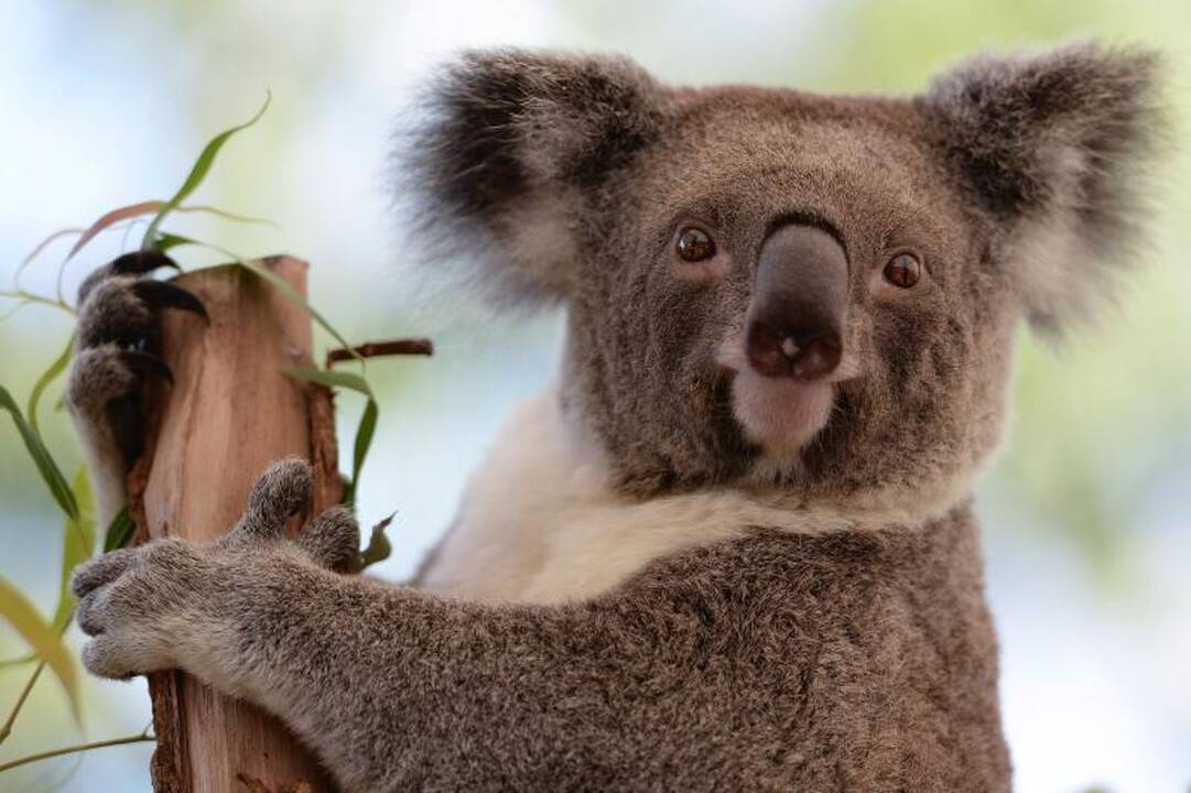 Koalos kasdienybė - 22 valandos miego   