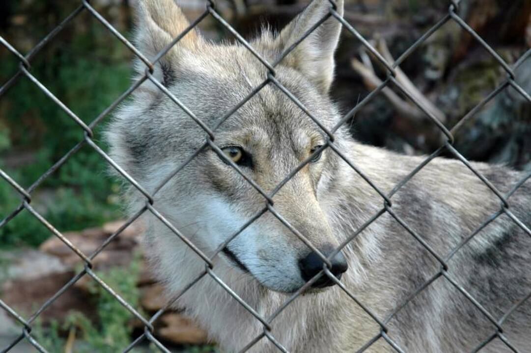 Klaipėdai nori padovanoti egzotiškų gyvūnų