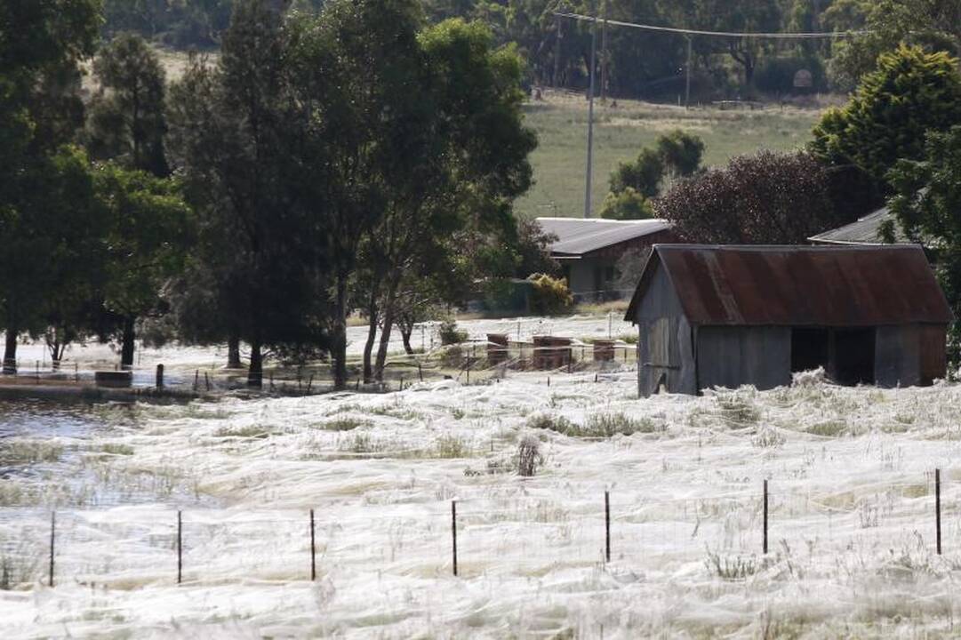 Potvynių užlietą Australiją apraizgė voratinkliai