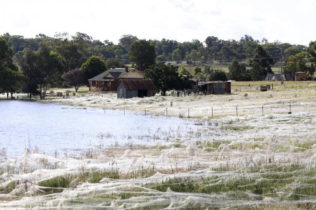 Potvynių užlietą Australiją apraizgė voratinkliai