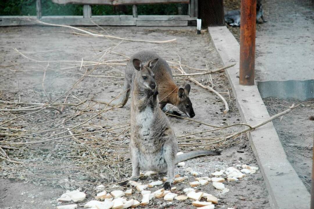Klaipėdai nori padovanoti egzotiškų gyvūnų