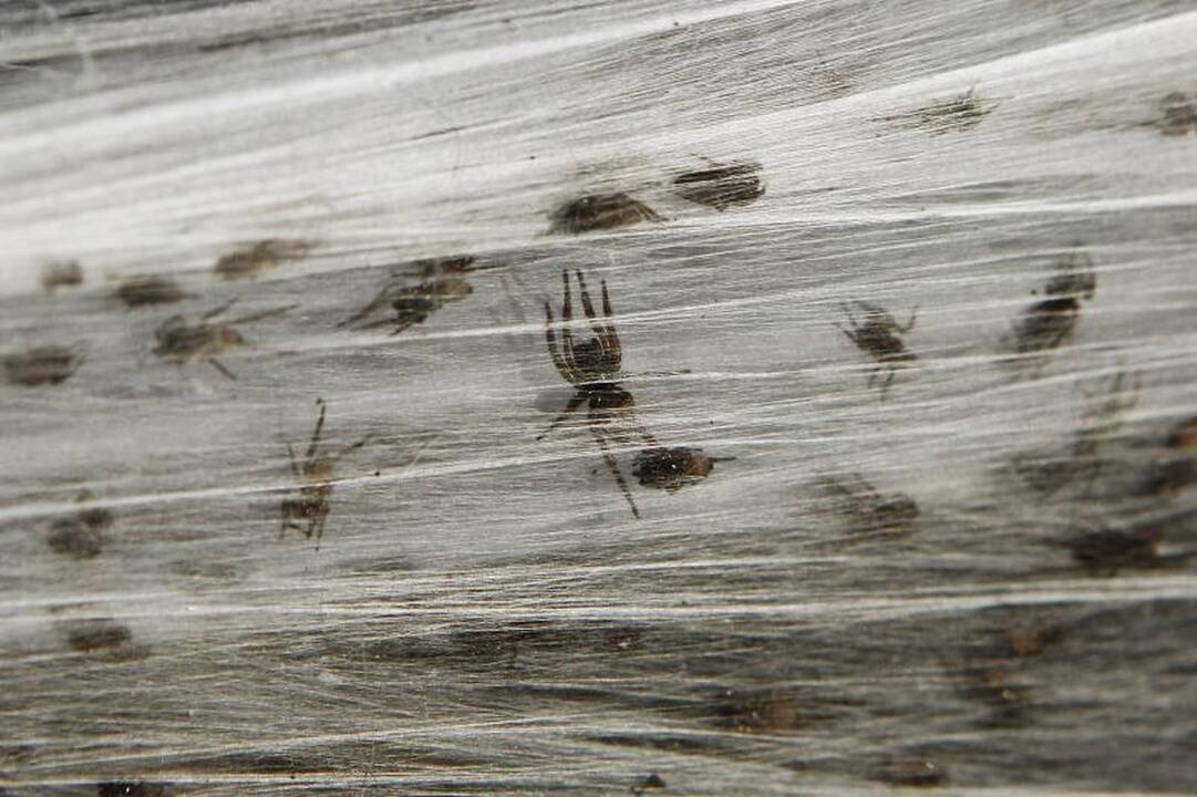 Potvynių užlietą Australiją apraizgė voratinkliai