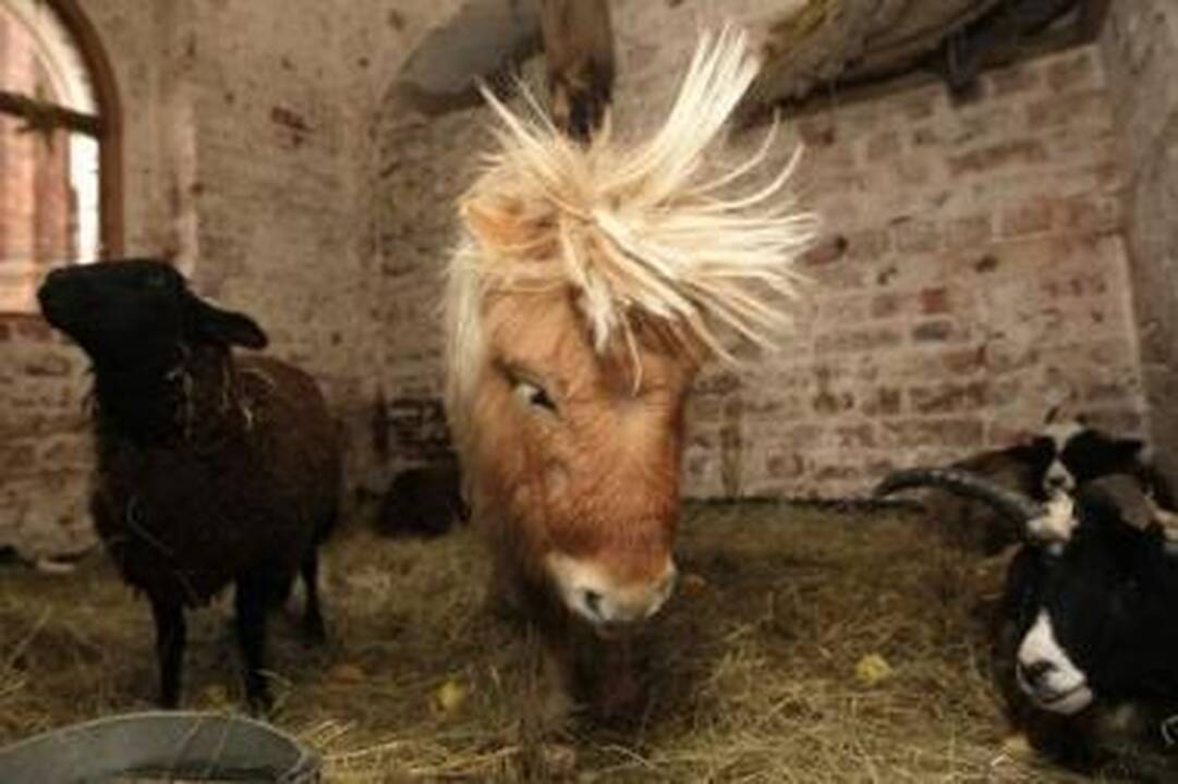 Pabaiga: antrą Kalėdų dieną Šv. Kotrynos bažnyčioje skambės "Kalėdų siuita".