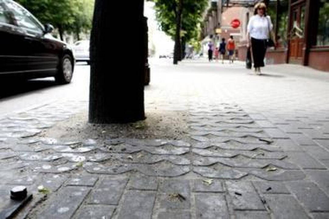 Kenkėjai: vyraujant šiltiems orams, ant šaligatvių pradėjo varvėti lipni amarų išskiriama masė.