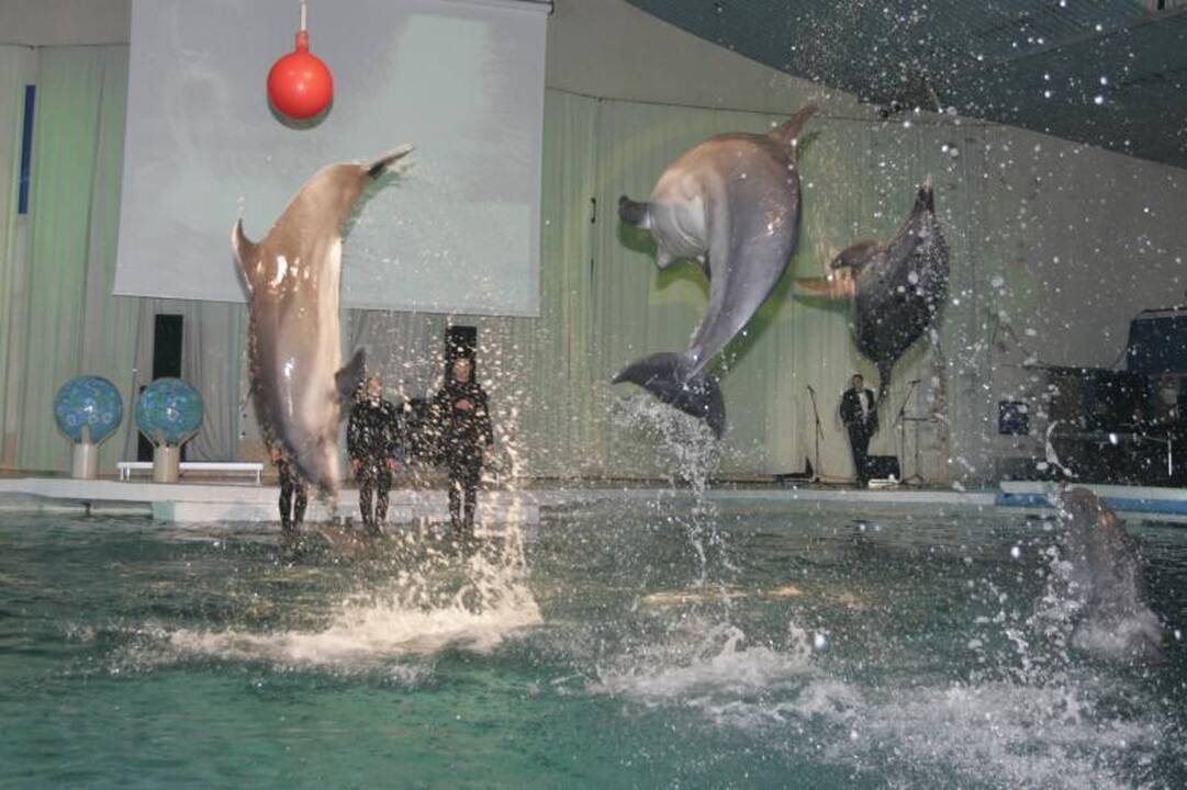 Delfinariume seimūnai vis dar ieško korupcijos