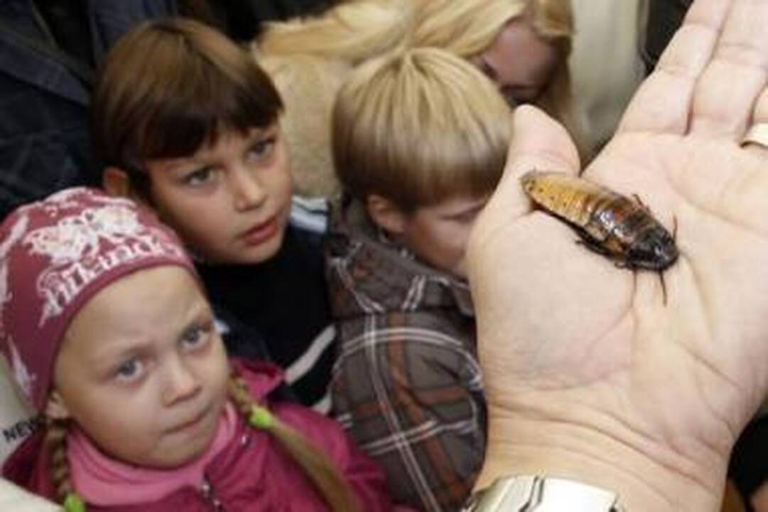 Azartas: Tailande, Amerikoje ir Rusijoje populiarios tarakonų varžybos Kaune surengtos ne pirmą kartą.