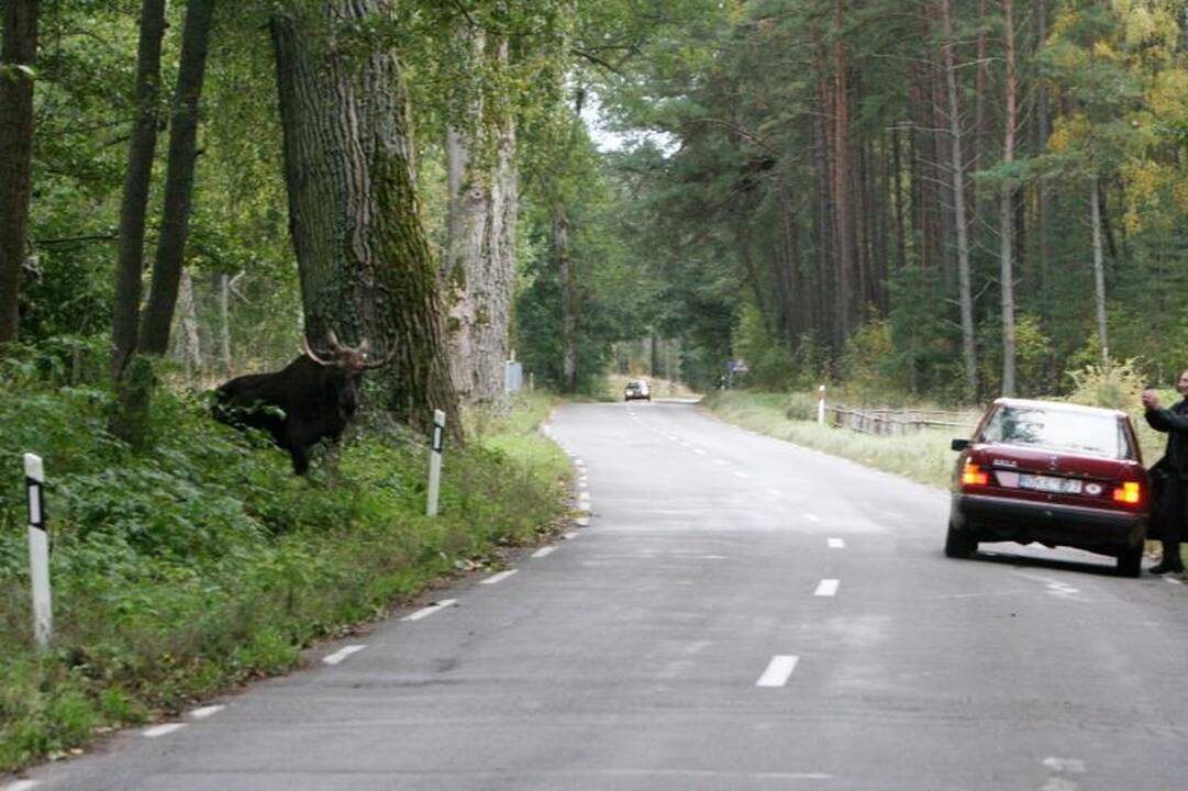 Partrenktas         gyvūnas – našta piniginei
