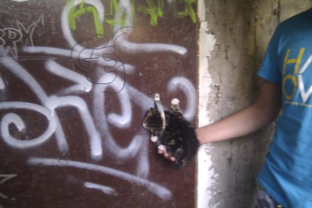 Bejėgiam                 kačiukui surengė egzekuciją
