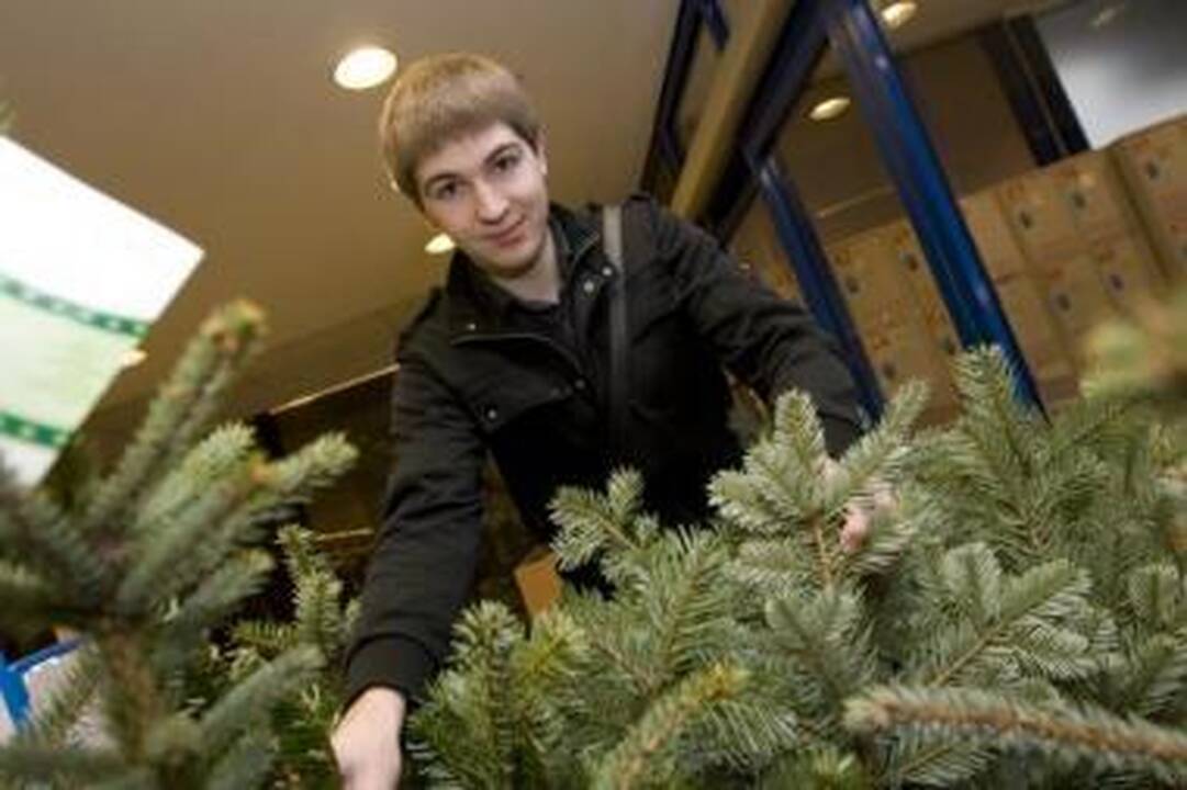 Metas pirkti Kalėdų eglutę