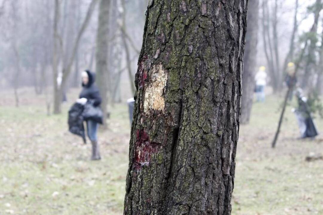 Uostamiesčio poilsio parke – dešimtys sužalotų medžių