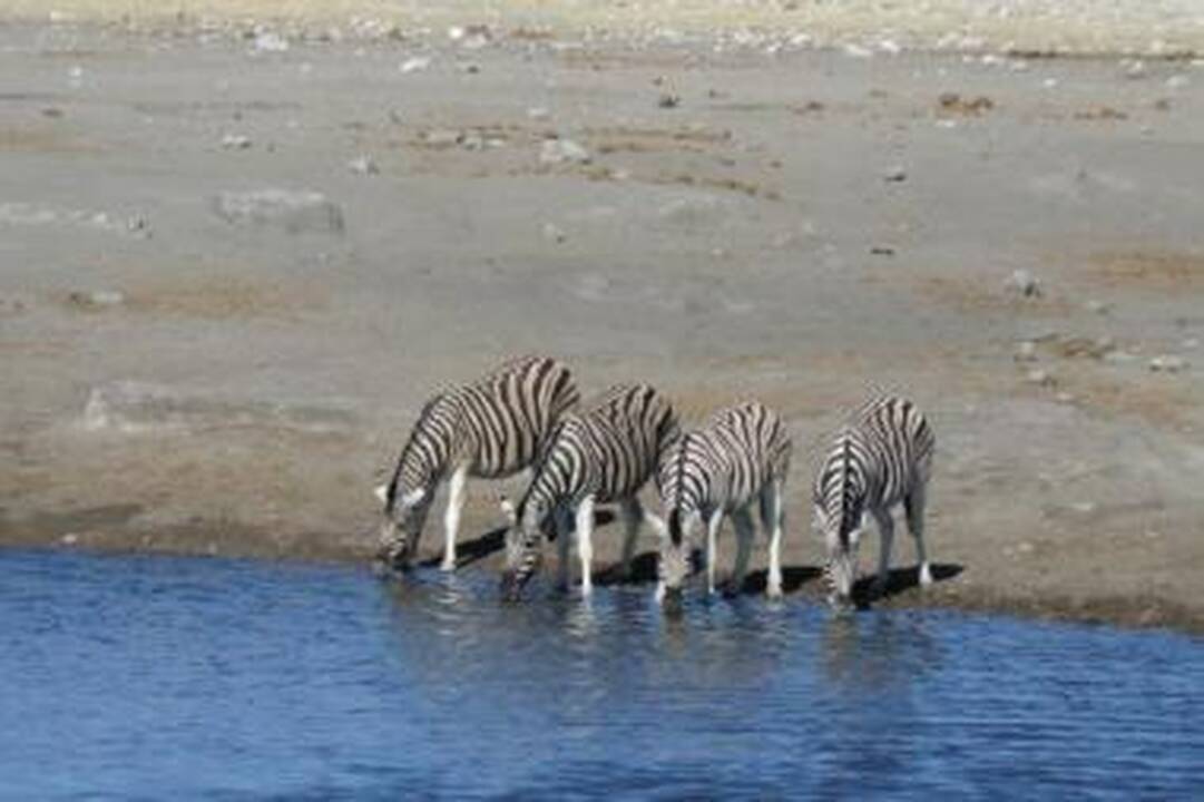 Namibijos tyloje ausį rėžia net atkemšamo butelio garsas