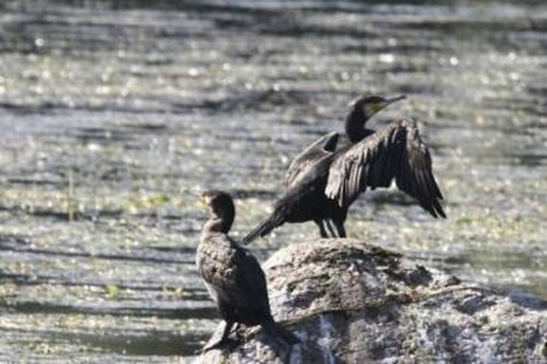 Neišrankūs: kormoranų mėgstamas patiekalas – pūgžliai ir kuojos.