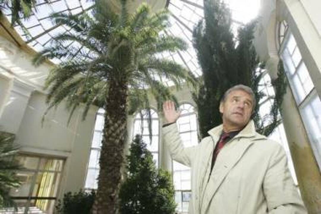 Pavojus: V.Rutkausko vadovaujamas institutas pasistengė išsaugoti oranžerijoje augančią palmę, tačiau bijo, kad nenukristų virš jos esantis kupolas.