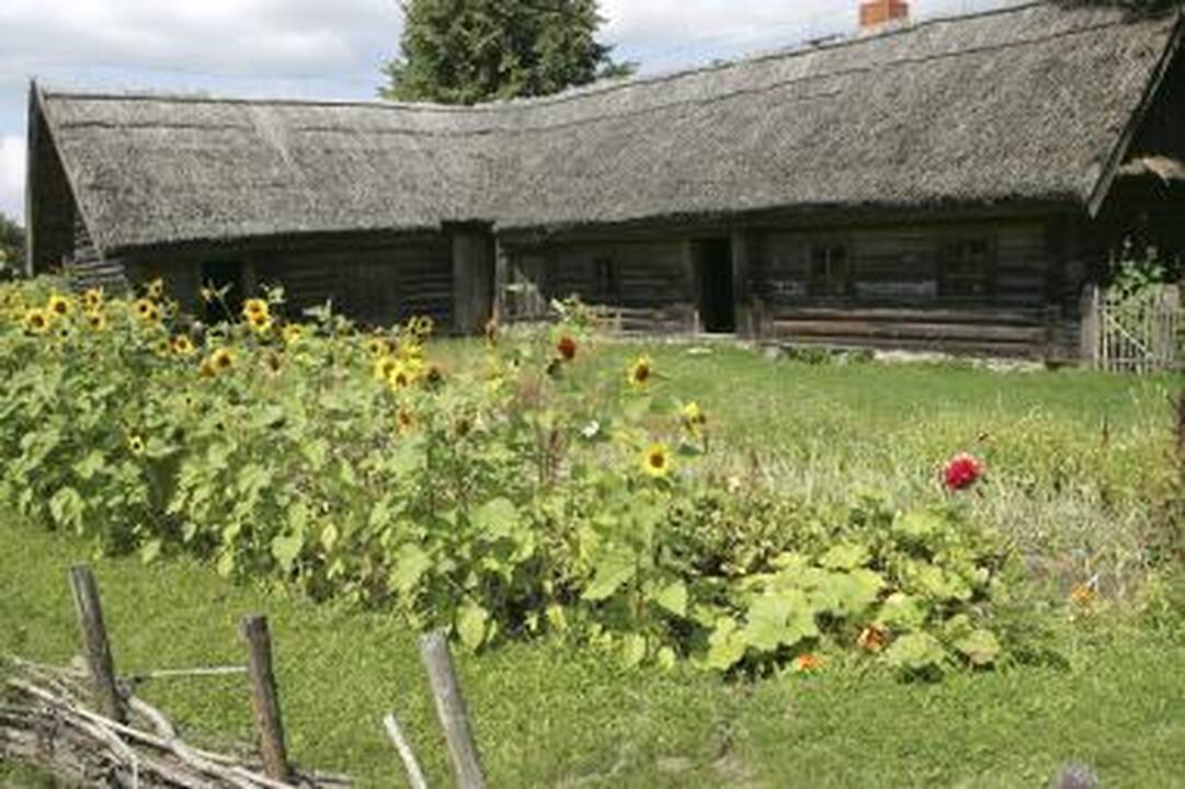 Atsvara: senosios lietuvių trobos pilkavo, tačiau puošėsi spalvingais darželiais.