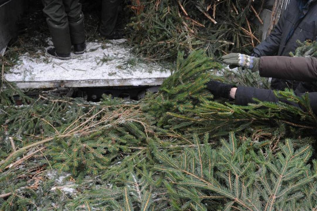 Žaliaskarių grobikai vis dar siaučia Vilniaus miškuose