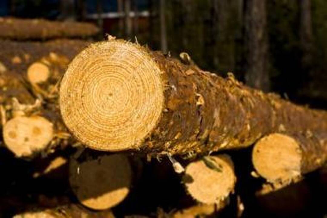 Po audros liks tik ąžuolai