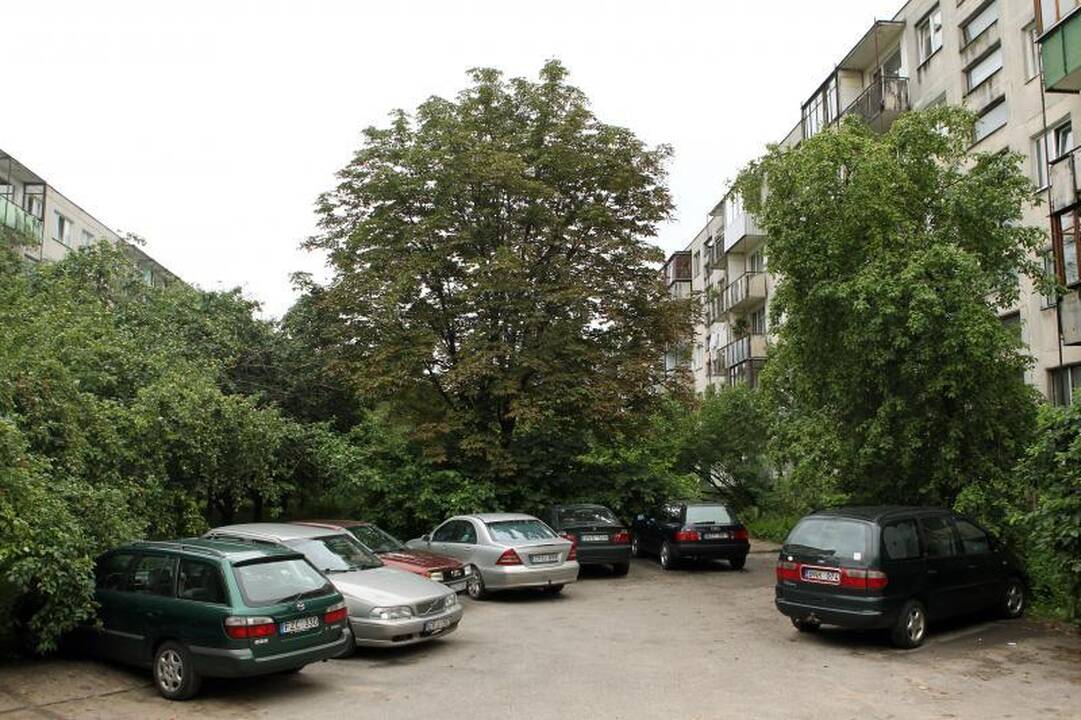 Daugiabučių kiemus prižiūrinčios įmonės aplaidumas pražudė kaštoną