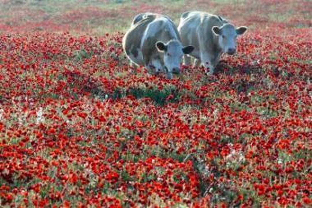 Apgaulinga: iš pirmo žvilgsnio širdžiai mielas vaizdas gali slėpti siaubingus padarinius. Mokslininkai teigia, kad genetiškai modifikuotais augalais šeriamų naminių gyvūnų antroji karta...