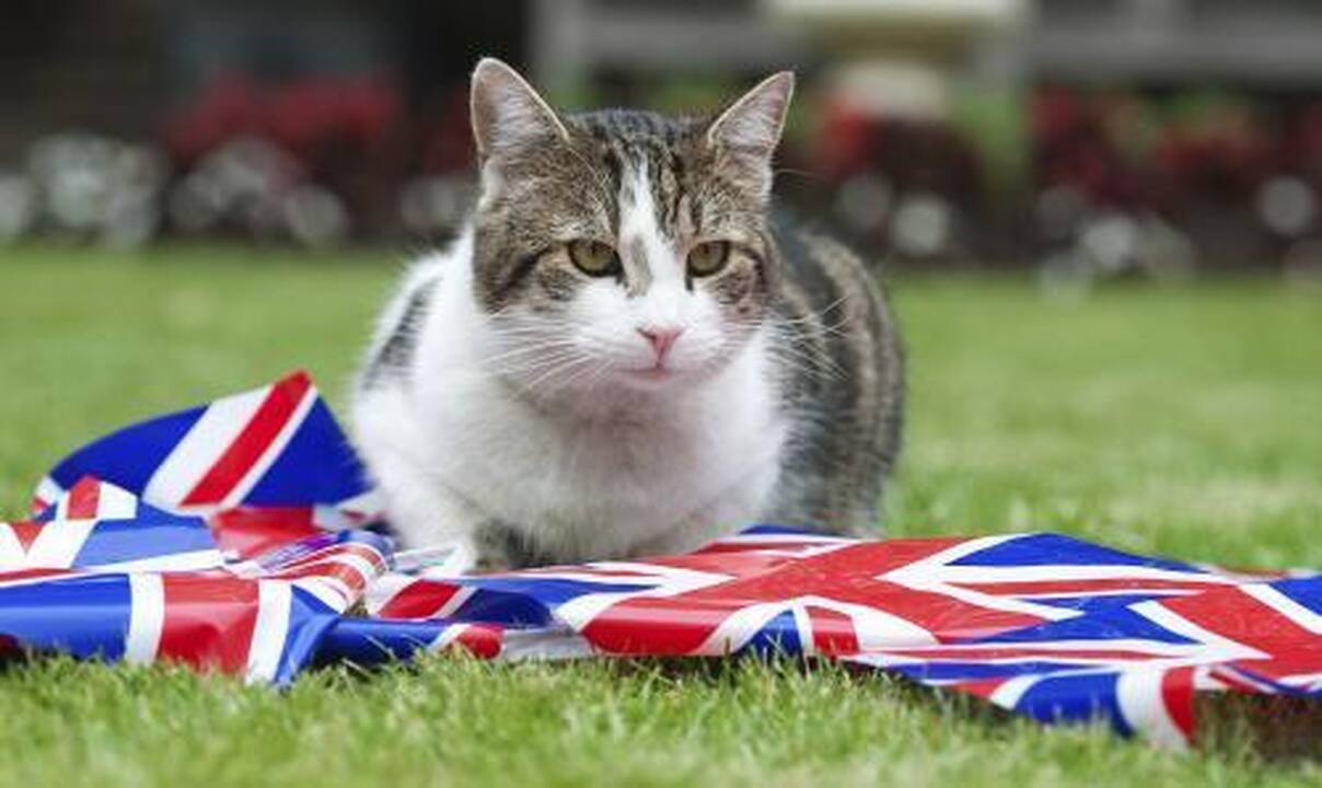 Katinui valdininko duona nepatiko