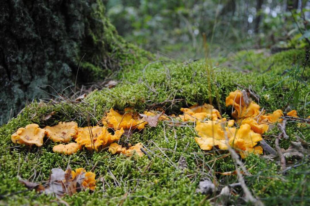 Pajūrio miškuose – pirmieji grybautojai