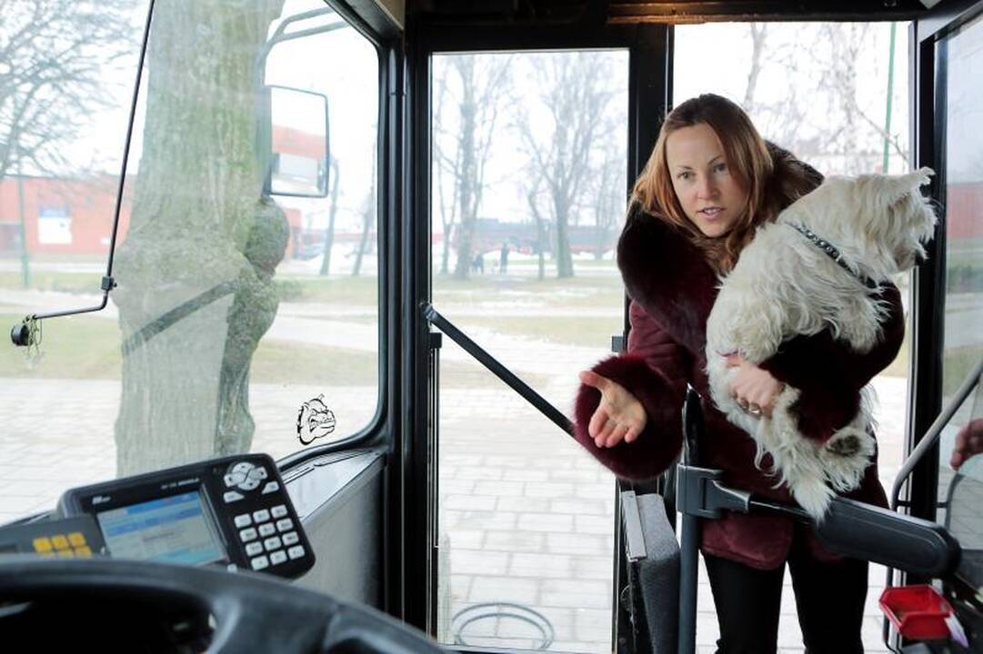 Dėl šuns – lauk                     iš autobuso