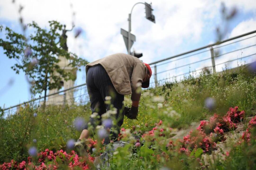 Erkės tyko            ir miesto parkuose   