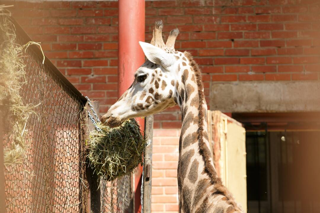 Zoologijos sodo sezono atidarymas