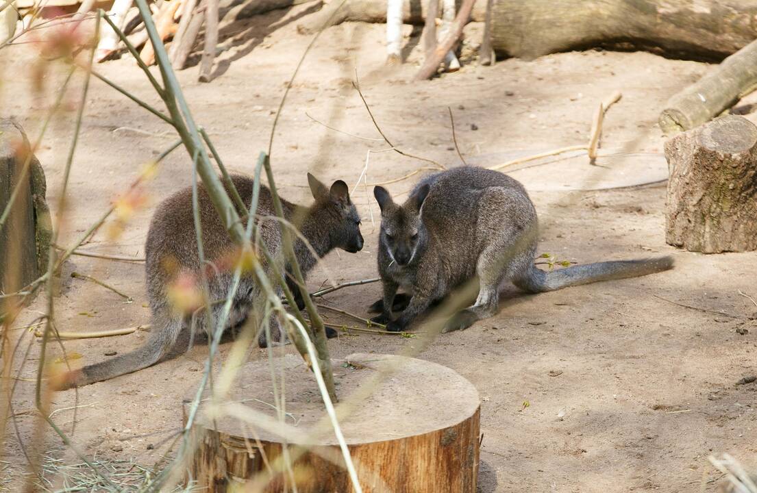 Zoologijos sodo sezono atidarymas