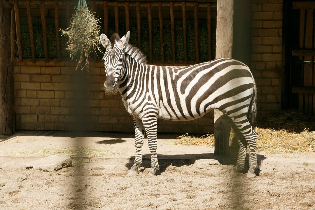 Zoologijos sodo sezono atidarymas