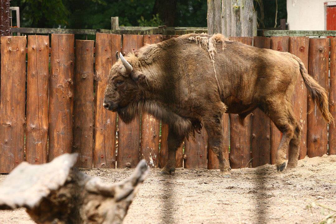 Atnaujintas stumbrų voljeras Kauno zoologijos sode