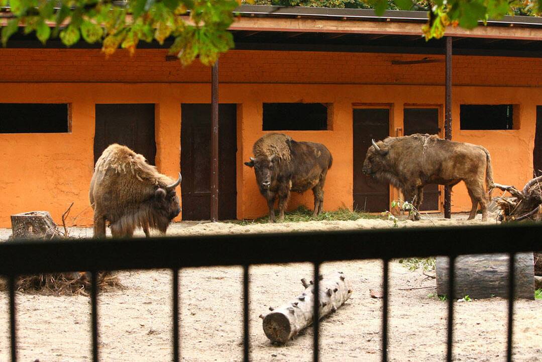 Atnaujintas stumbrų voljeras Kauno zoologijos sode