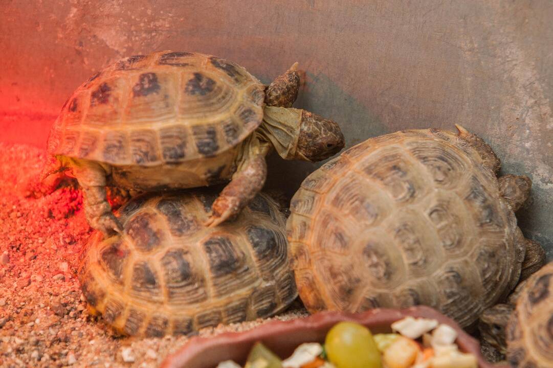 Konfiskuoti vėžliukai Lietuvos zoologijos sode