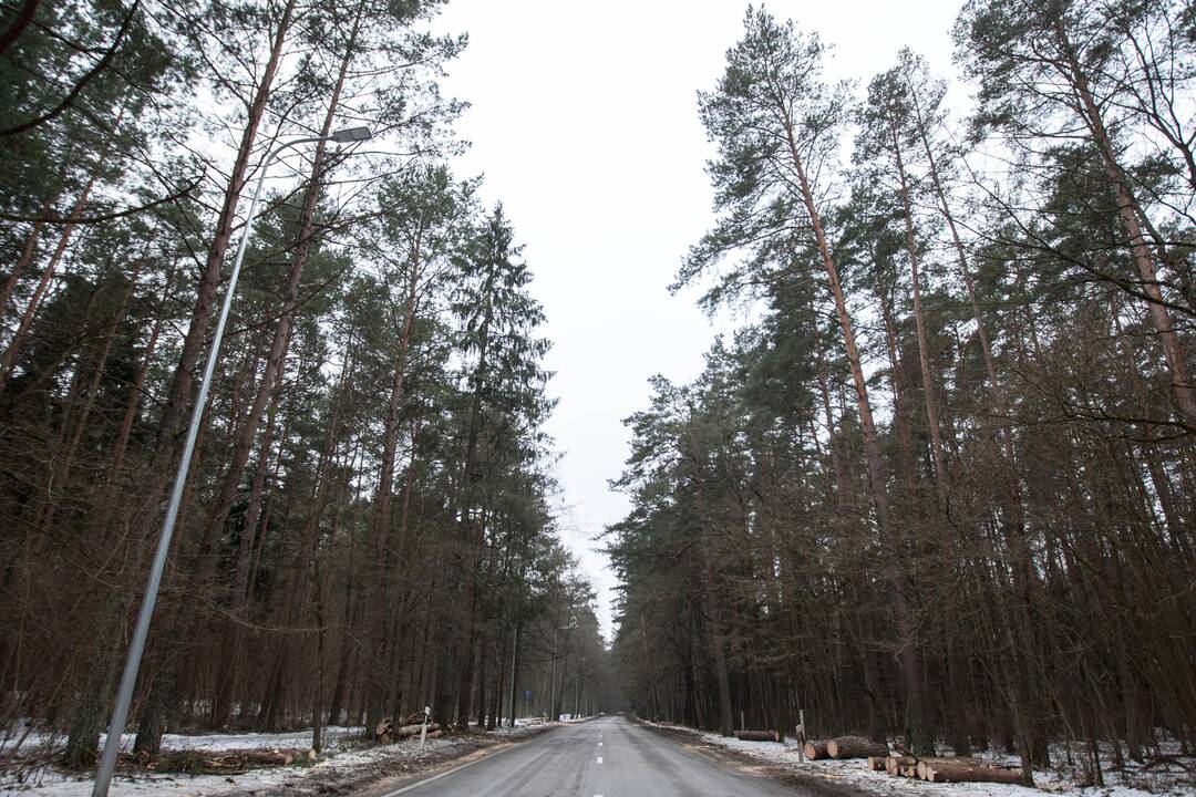 Kleboniškyje pjaunami medžiai