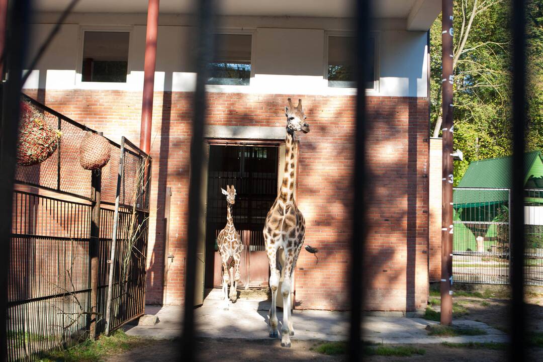 Lietuvos zoologijos sode pristatyta nauja žirafa