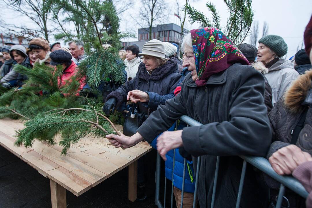 Grumtynės dėl gražesnių eglišakių