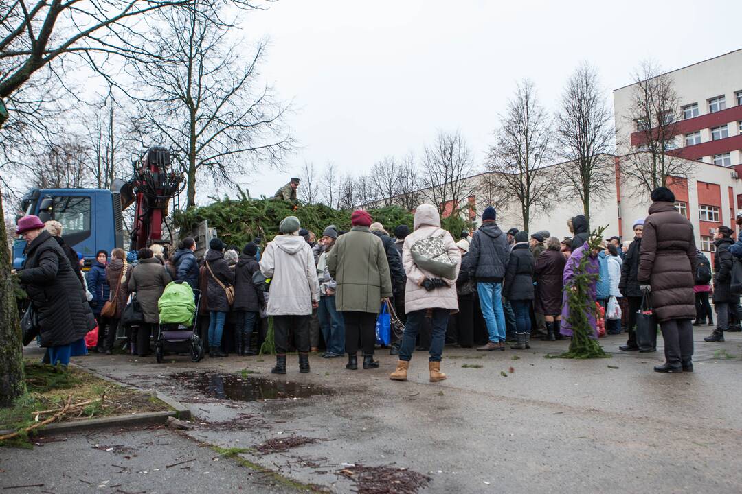 Grumtynės dėl gražesnių eglišakių