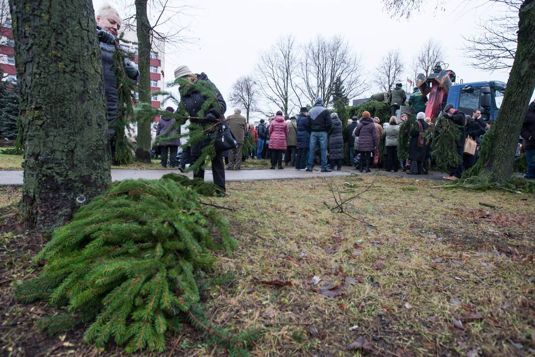 Grumtynės dėl gražesnių eglišakių